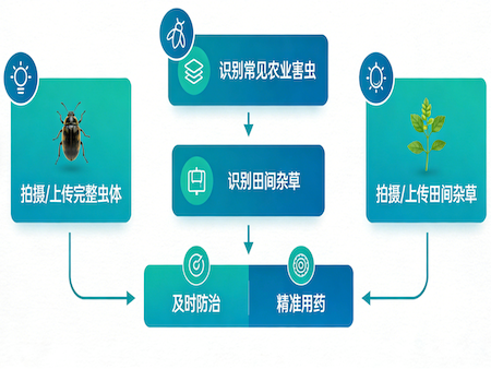 虫体、杂草识别